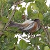 Chestnut-backed Chickadee